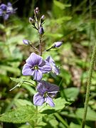 Flowers of Veronica ponae