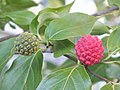 Fruits in late summer