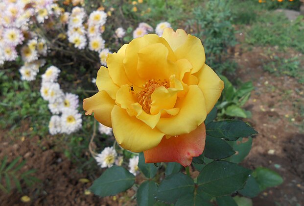 Macro view of a yellow rose