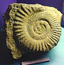 白垩纪晚期灭绝的菊石亚纲生物化石