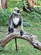 Gray monkey