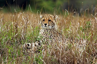 Cheetah cub Acinonyx jubatus South Africa