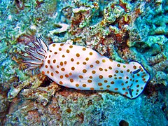 Hypselodoris pulchella（英语：Hypselodoris pulchella）