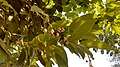 Branch with male flowers