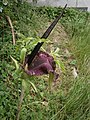 Dracunculus vulgaris inflorescence D3