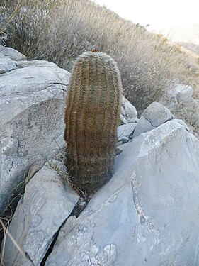 Plant growing in habitat in Mina, Nuevo Leon