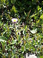 Erigeron uniflorus