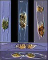 Life history stages of a tintinnid, Eutintinnus inquilinus. In ciliates reproduction (B&C) is divorced from sexual recombination (D&E).