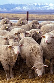 Portrait of seven sheep grouped closely together