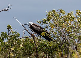 Female, Galápagos Islands