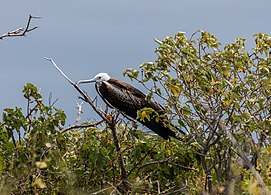 雌鳥, 加拉巴哥群島