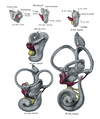 Lateral views of membranous labyrinth and acoustic complex. X 25 dia.