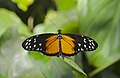 Heliconius hecale (Tiger longwing)