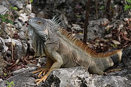 Iguana on Grand Cayman Island 2010