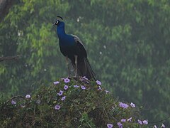 Indian Peacock on top of a flowerbush within the campus.