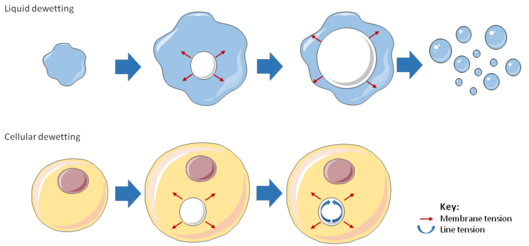 Diagram illustrating the analogy between liquid and cellular dewetting.