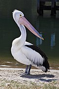 Pelican lakes entrance02