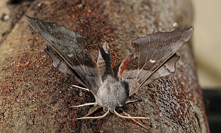 Poplar hawk-moth Laothoe populi ♂ Bulgaria