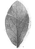 Republica hickeyi leaf