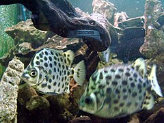 Two spotted scats in an aquarium