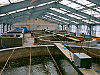 Tanks in a shrimp hatchery