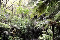 The jungle inside Waipoua Forest.