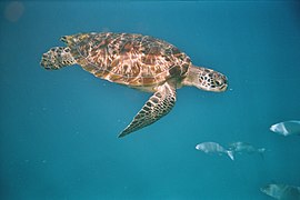 西密兰群岛海域的绿蠵龟