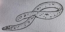 Amananulam sanogoi, a pelagic snake from the Paleocene of Mali.