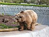 A Berlin bear in the Bärenzwinger in Köllnischer Park