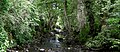 Crimple Beck at Burn Bridge looking east, 13.06.09