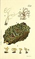 Plate from Caroli Godofredi Hagen Tentamen historiae lichenum et praesertim prussicorum Lichens