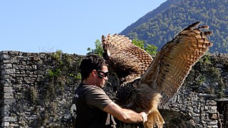 2013年在上比利牛斯省博桑城堡鹰塔的猛禽训练。