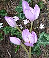 Colchicum bormuelleri