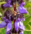 Coleus lanuginosus