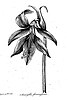 Illustration from The Botanic Garden by Erasmus Darwin