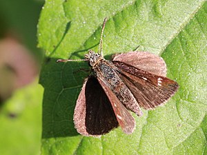 Dorsal view