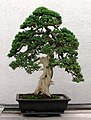 Dwarf Japanese Juniper