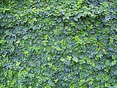 Vigorous growth on a wall