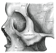 Left zygomatic bone in situ
