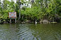 Great egret in channel in Harris Lake in Leesburg, Florida