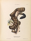 The Black-Headed Snake, Aspidiotes melanocephalus, illustration by Harriet Morgan, from Krefft's The Snakes of Australia (1869).