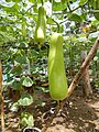 Slim, elongated upo squash, in San Rafael, Bulacan, Philippines