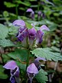 Lamium maculatum