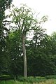 Tree 46 m tall, Château des princes de Croÿ, Le Roeulx, Belgium
