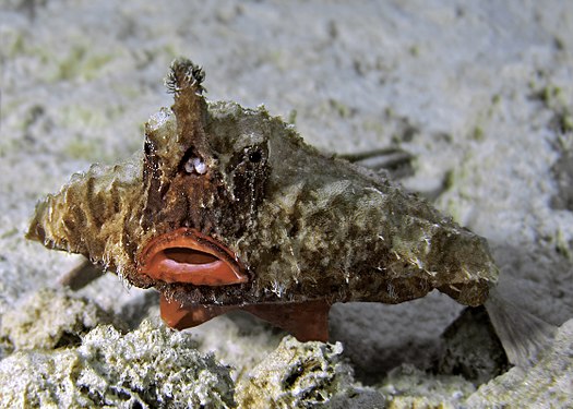 The longnose batfish, a species of batfish found in the Atlantic Ocean (created and nominated by Atsme)