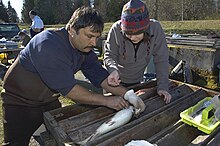 Photo of man inspecting steelhead broodstock in hatchery