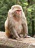 A rhesus monkey