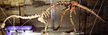 Massospondylus skeleton edit.