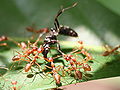 Weaver ants (Oecophylla longinoda) collaborating in attacking a larger insect