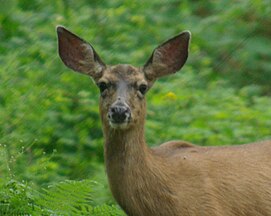 Black-tailed deer in the Northern Oregon Coast Range